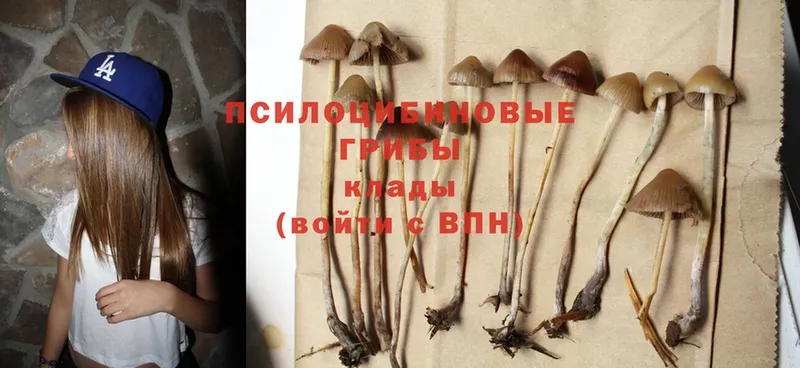 дарк нет официальный сайт  Любим  Галлюциногенные грибы Cubensis 